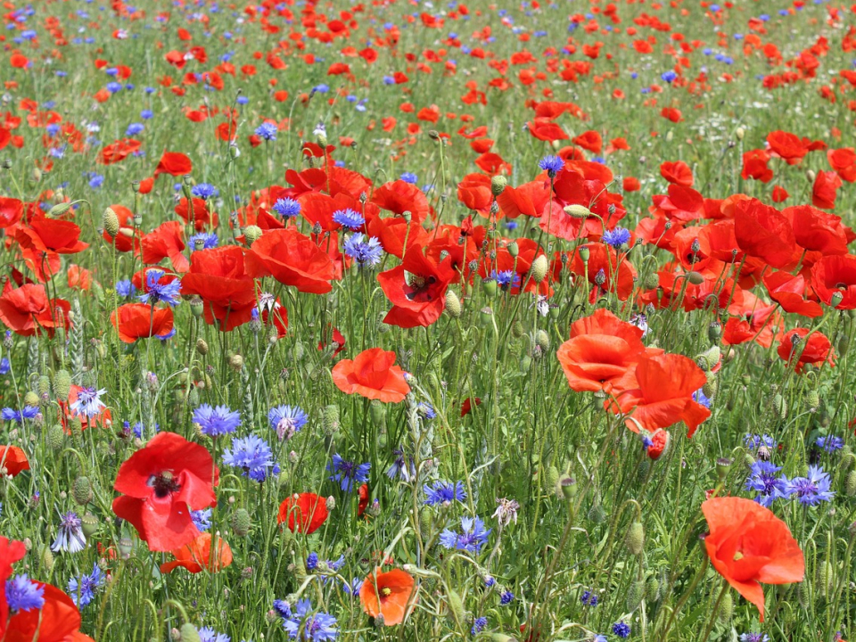 bunte Blumenwiese mit Mohn und Kornblumen